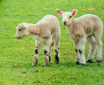 sheep